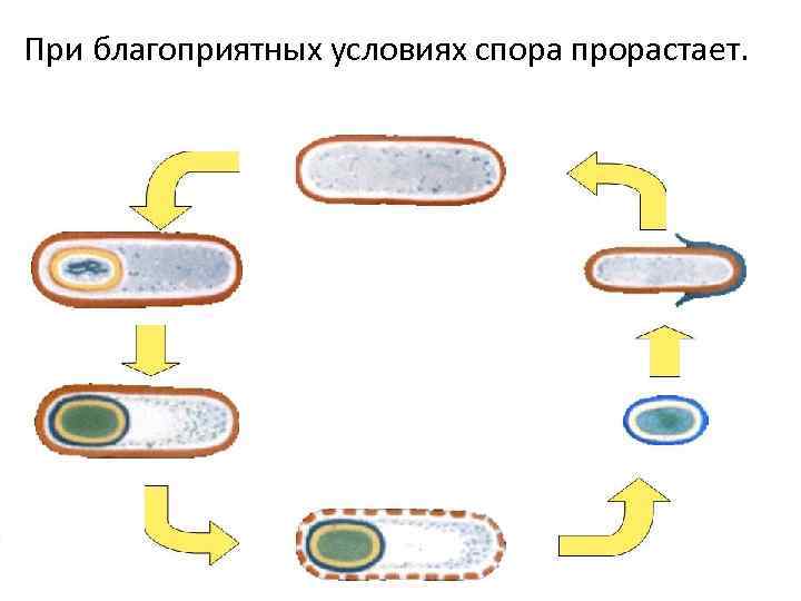 При благоприятных условиях спора прорастает. 