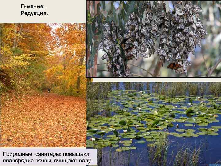 Гниение. Редукция. Природные санитары: повышают плодородие почвы, очищают воду. 