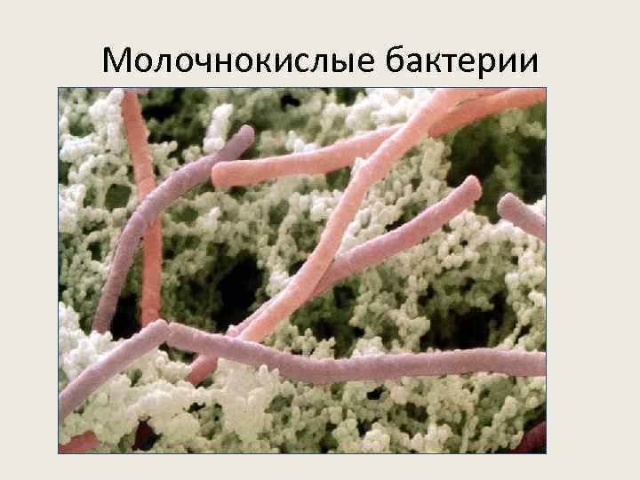 Молочнокислые бактерии 