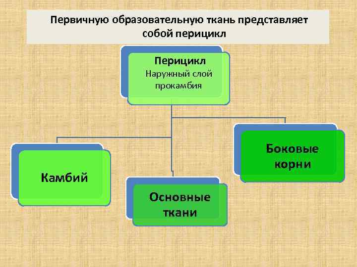  Первичную образовательную ткань представляет собой перицикл Перицикл Наружный слой прокамбия Боковые корни Камбий