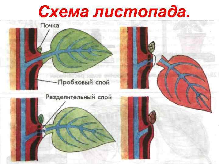 Схема листопада. 