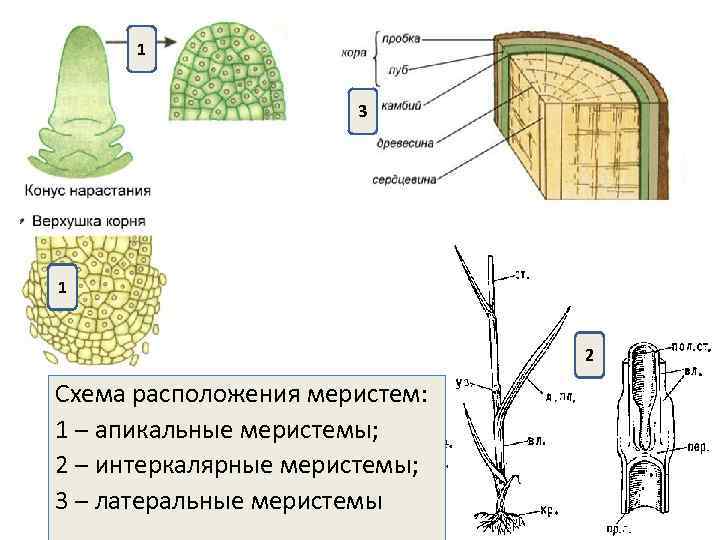 Ткани побега