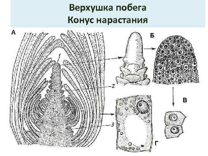 Верхушка побега Конус нарастания 