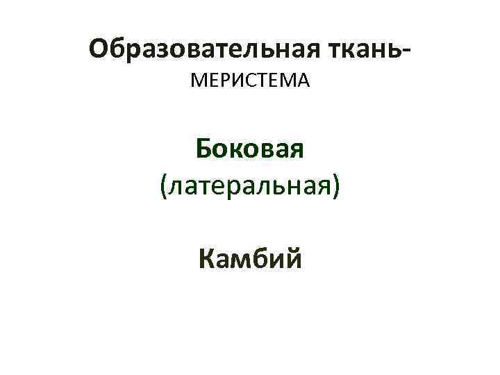Образовательная ткань МЕРИСТЕМА Боковая (латеральная) Камбий 