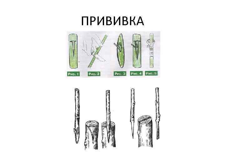 ПРИВИВКА 