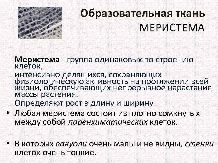 Образовательная ткань МЕРИСТЕМА Меристема группа одинаковых по строению клеток, интенсивно делящихся, сохраняющих физиологическую активность