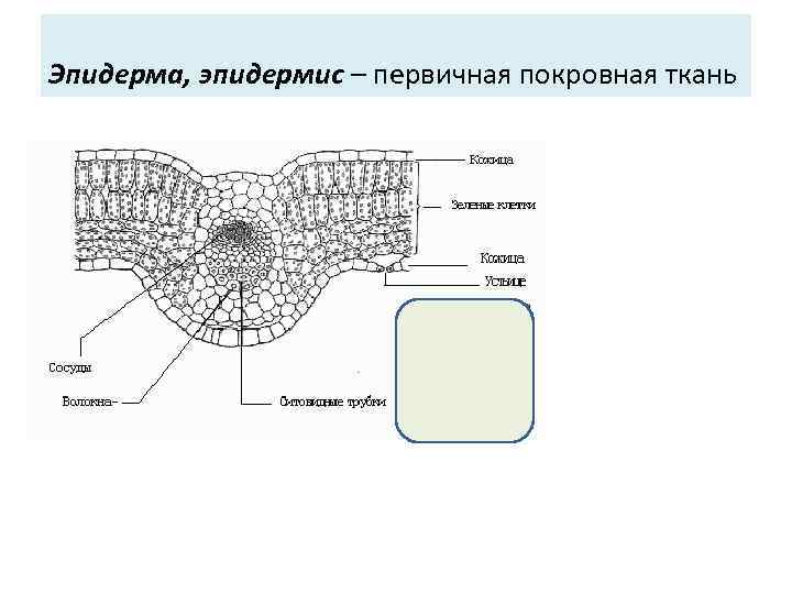 Рассмотри рисунок кожицы листа. Покровные ткани растений эпидерма.