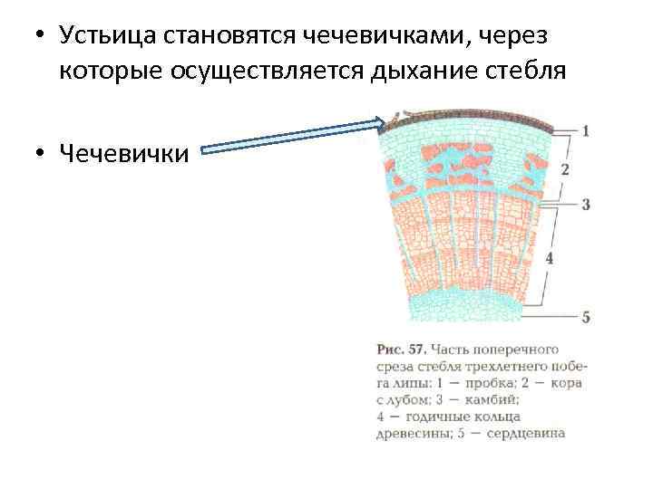 Осуществлено через