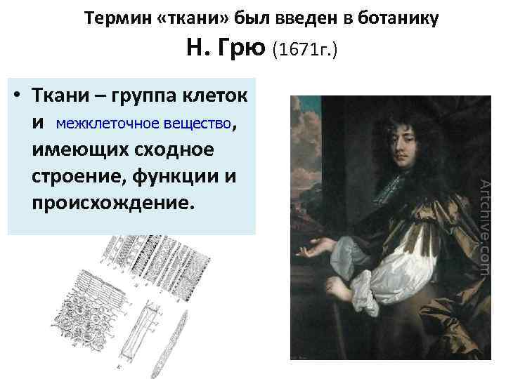 Термин «ткани» был введен в ботанику Н. Грю (1671 г. ) • Ткани –
