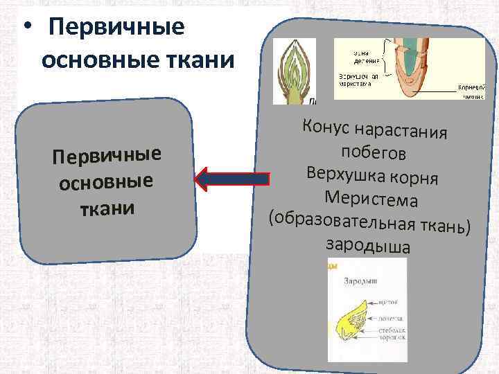  • Первичные основные ткани Первичные основные ткани Конус нарастания побегов Верхушка корня Меристема