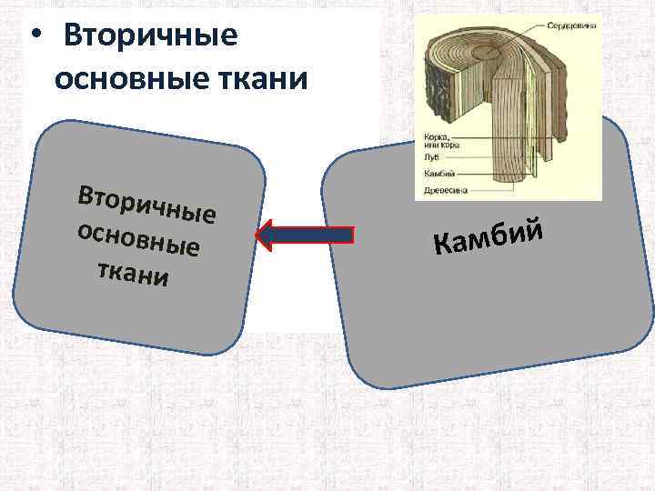  • Вторичные основные ткани Вторич ные основны е ткани амбий К 