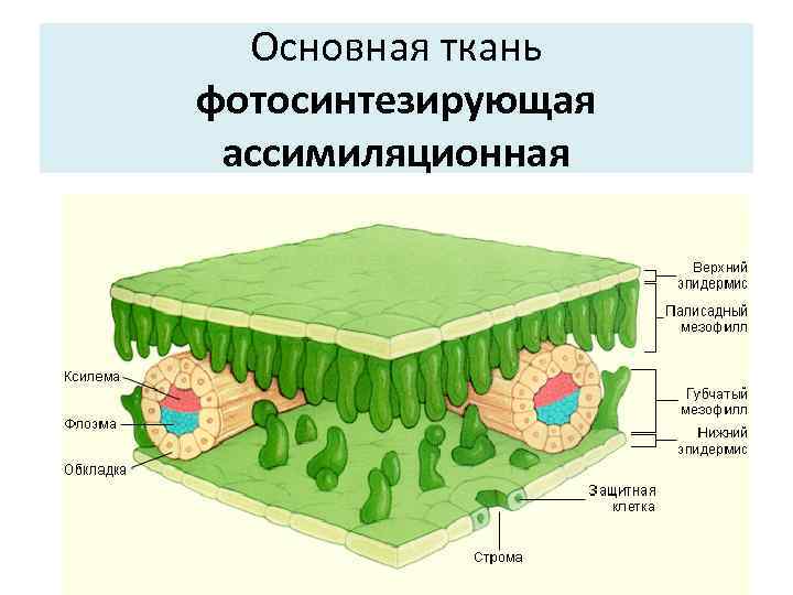Основная ткань фотосинтезирующая ассимиляционная 