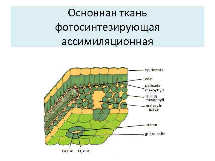 На рисунке изображено поперечное сечение листа растения рассмотри рисунок и дополни текст устьице