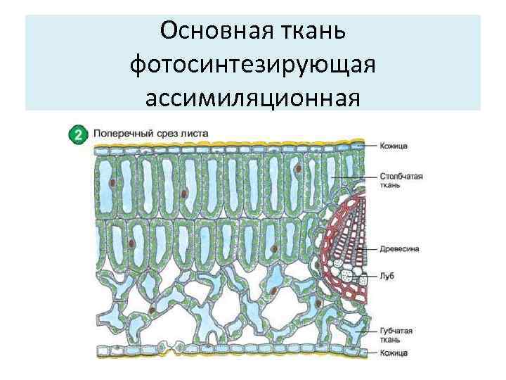 Строение основной ткани растений. Основная ткань растений фотосинтезирующая ткань листа. Ассимиляционная ткань растений. Строение фотосинтезирующей ткани растений.