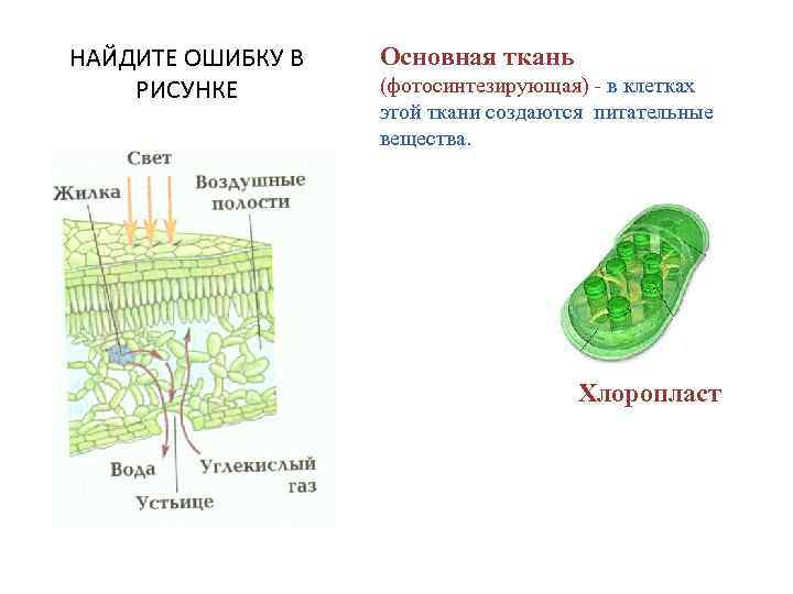 Какой буквой на рисунке обозначена фотосинтезирующая ткань