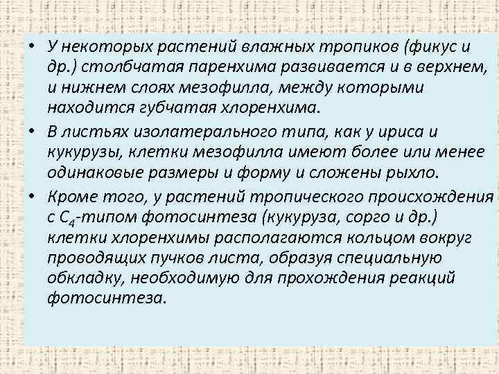  • У некоторых растений влажных тропиков (фикус и др. ) столбчатая паренхима развивается