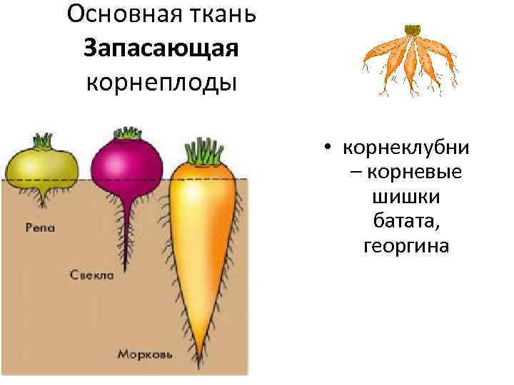 Чем отличается клубень от корнеплода