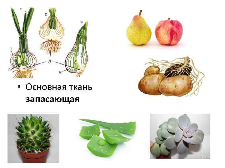  • Основная ткань запасающая 