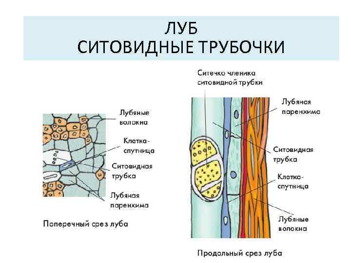 ЛУБ СИТОВИДНЫЕ ТРУБОЧКИ 