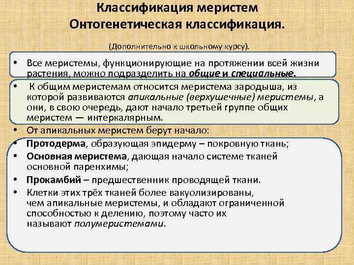 Классификация меристем Онтогенетическая классификация. (Дополнительно к школьному курсу). • Все меристемы, функционирующие на протяжении