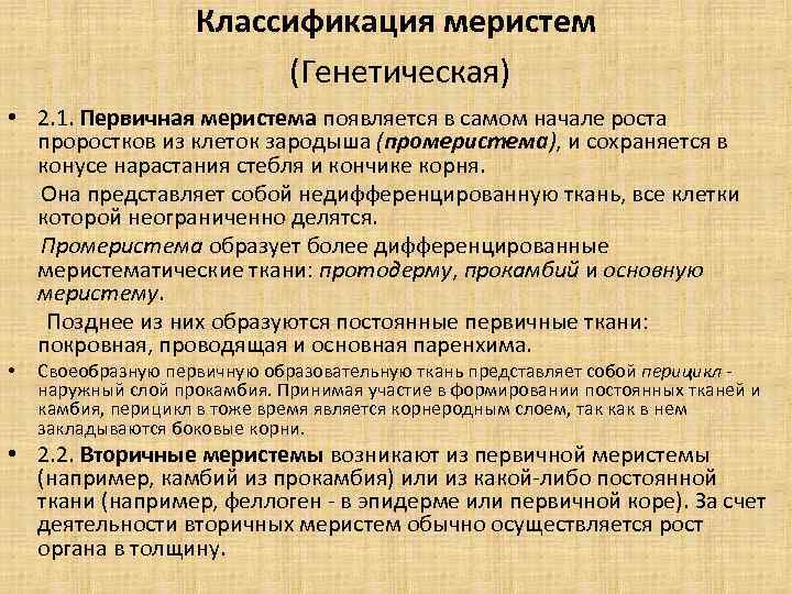 Классификация меристем (Генетическая) • 2. 1. Первичная меристема появляется в самом начале роста проростков