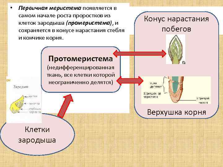 Меристема функции. Меристема корня. Первичные и вторичные меристемы. Меристема растений это. Первичная образовательная ткань.