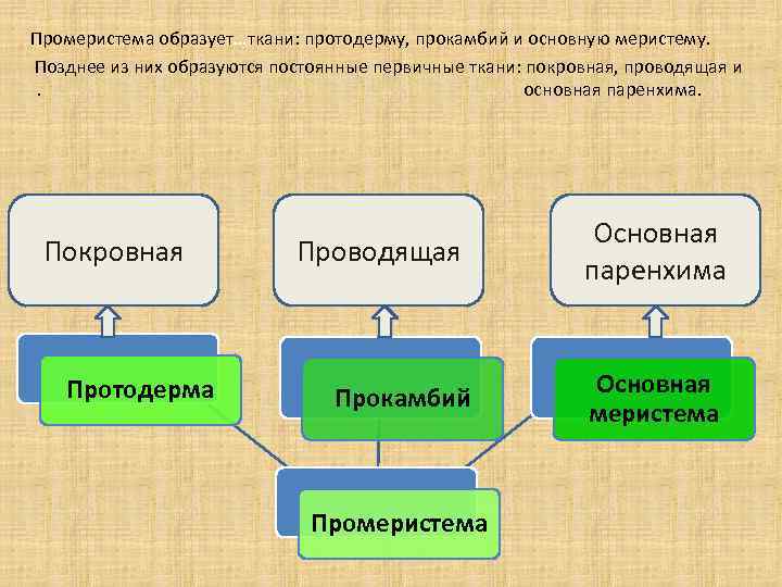 Первичные ткани