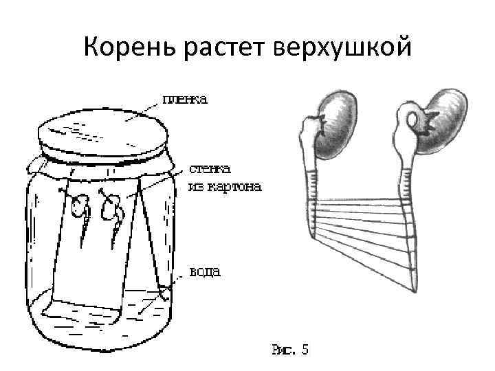 Корень растет верхушкой 