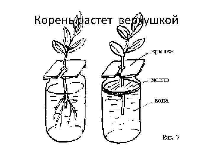 Корень растет верхушкой 