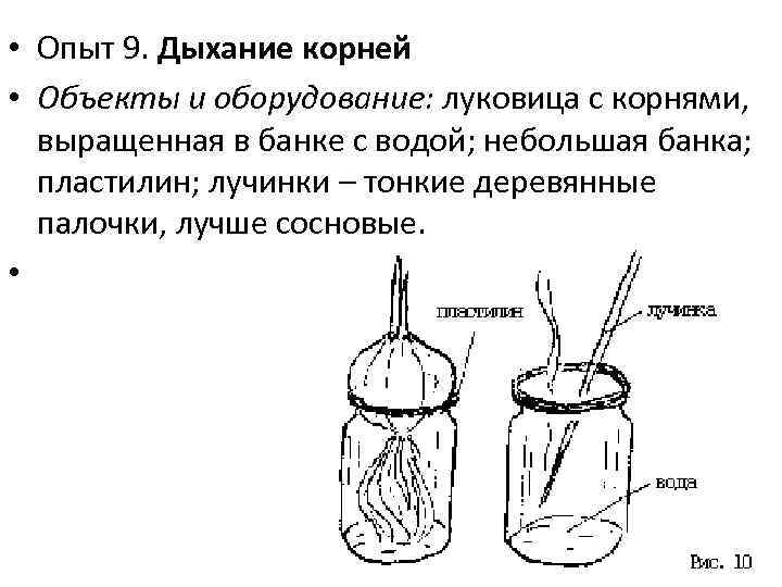  • Опыт 9. Дыхание корней • Объекты и оборудование: луковица с корнями, выращенная