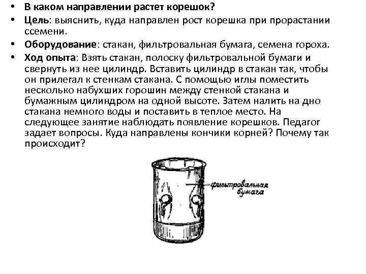  • В каком направлении растет корешок? • Цель: выяснить, куда направлен рост корешка