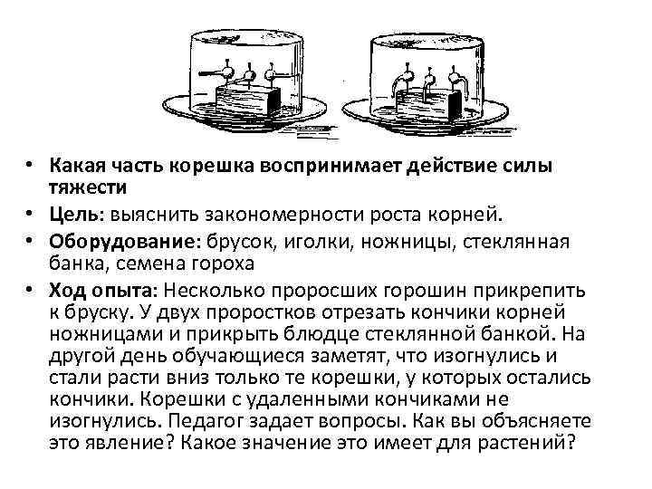  • Какая часть корешка воспринимает действие силы тяжести • Цель: выяснить закономерности роста