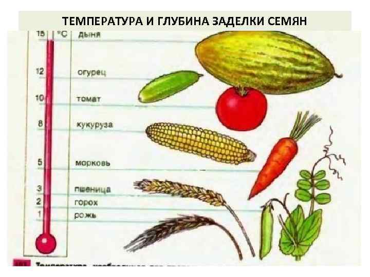 ТЕМПЕРАТУРА И ГЛУБИНА ЗАДЕЛКИ СЕМЯН 