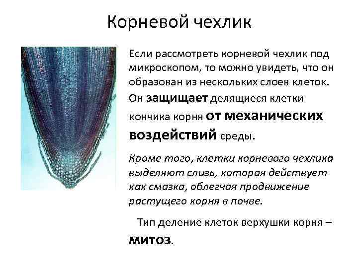 Хромосомный набор клеток кончика корня