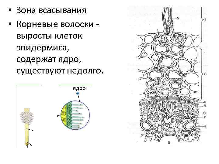  • Зона всасывания • Корневые волоски - выросты клеток эпидермиса, содержат ядро, существуют