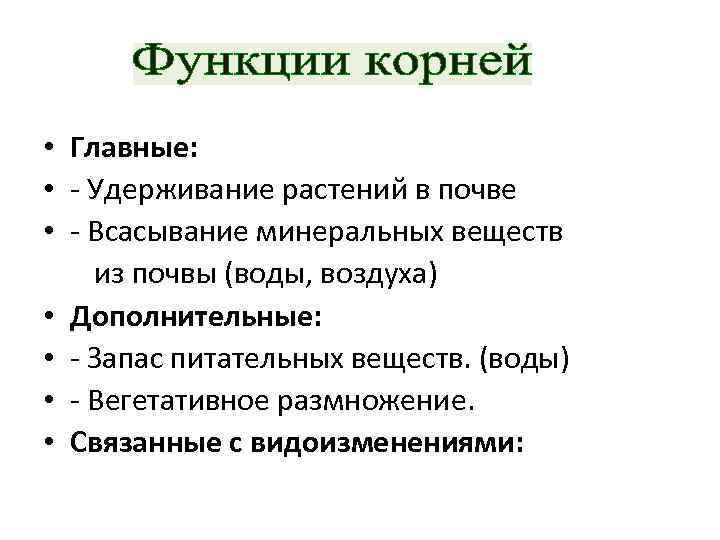  • Главные: • - Удерживание растений в почве • - Всасывание минеральных веществ