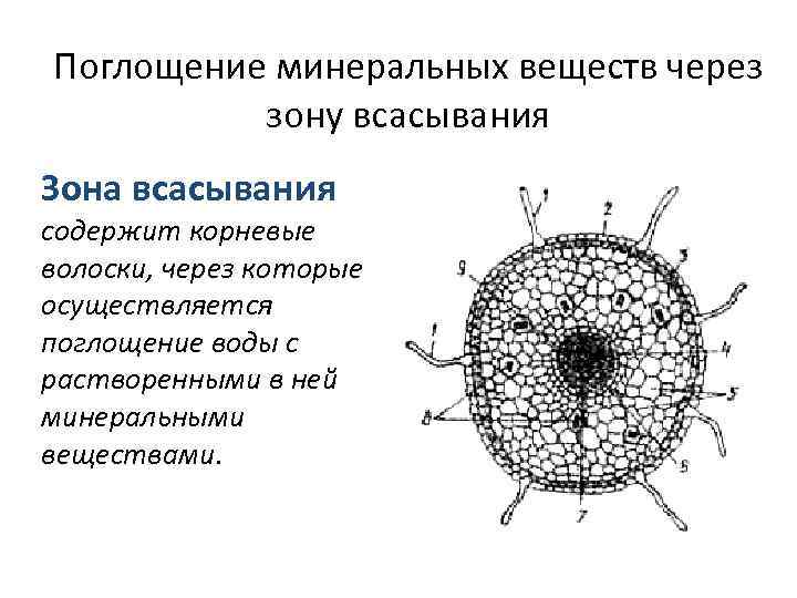 Поглощение минеральных веществ через зону всасывания Зона всасывания содержит корневые волоски, через которые осуществляется