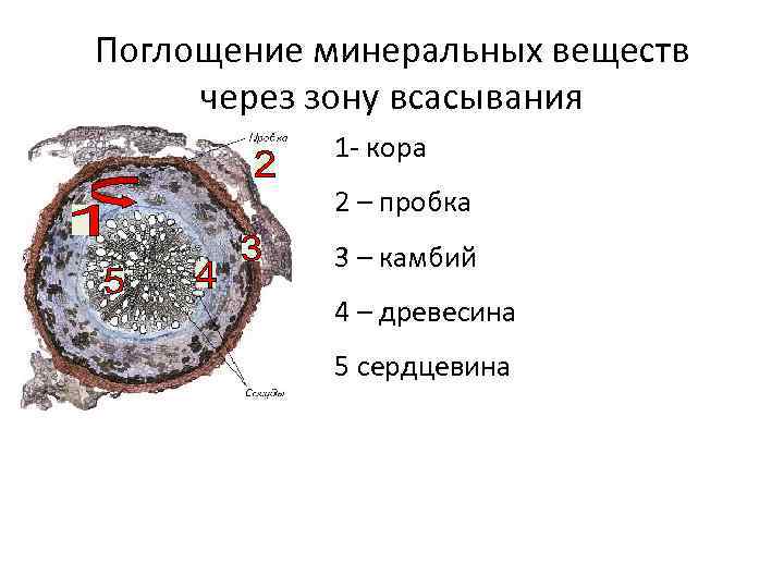 Поглощение минеральных веществ через зону всасывания 1 - кора 2 – пробка 3 –