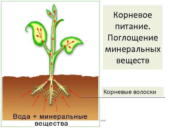 Корневое питание. Поглощение минеральных веществ Корневые волоски 08. 02. 2018 МОУ 