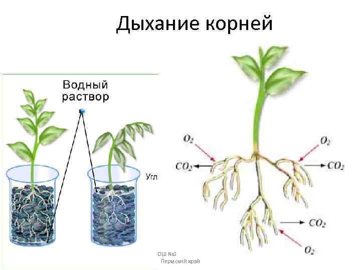 Дыхание корней 08. 02. 2018 МОУ 