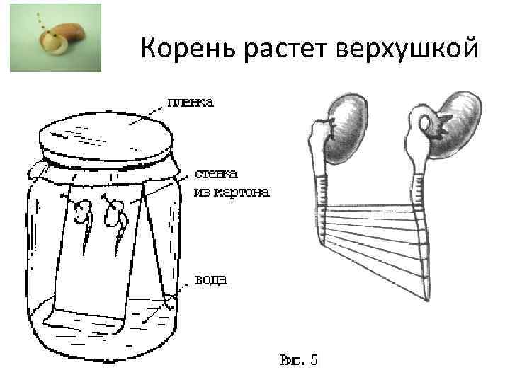 Корень растет верхушкой 