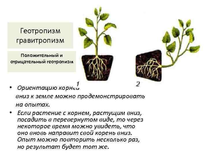 Геотропизм гравитропизм Положительный и отрицательный геотропизм • Ориентацию корней вниз к земле можно продемонстрировать