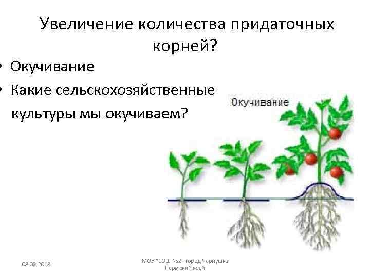  Увеличение количества придаточных корней? • Окучивание • Какие сельскохозяйственные культуры мы окучиваем? 08.