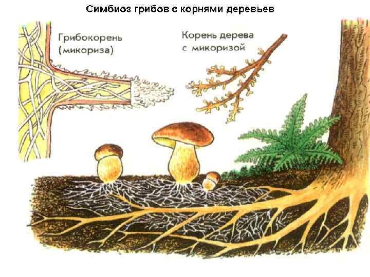 Грибокорень или микориза 