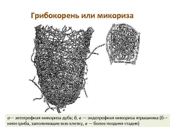 Грибокорень или микориза а— эктотрофная микориза дуба; б, в — эндотрофная микориза ятрышника (б—