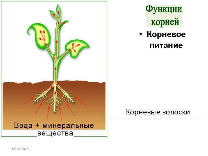  • Корневое питание Корневые волоски 08. 02. 2018 