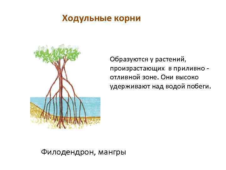 Ходульные корни Образуются у растений, произрастающих в приливно - отливной зоне. Они высоко удерживают