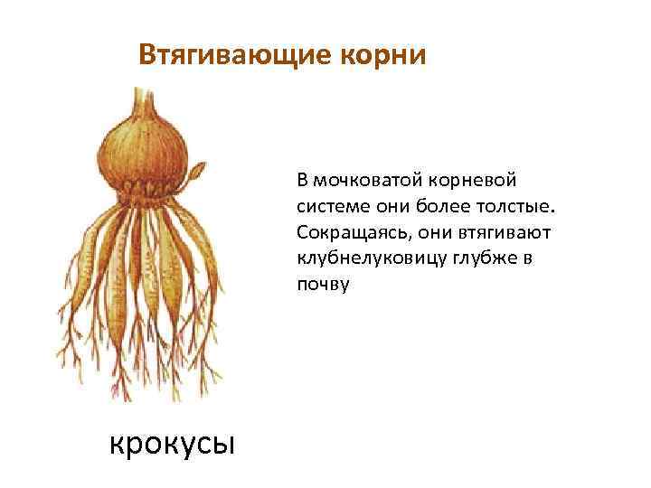 Втягивающие корни В мочковатой корневой системе они более толстые. Сокращаясь, они втягивают клубнелуковицу глубже