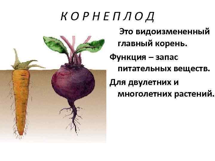 К О Р Н Е П Л О Д Это видоизмененный главный корень. Функция