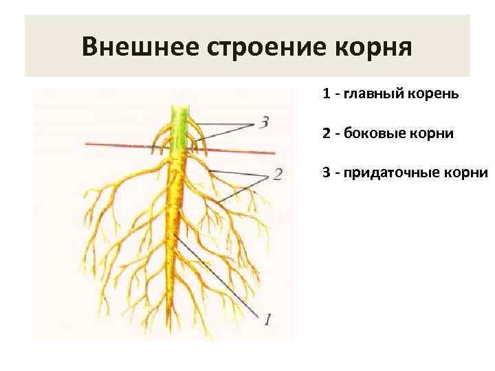 Внешнее строение корня 1 - главный корень 2 - боковые корни 3 - придаточные